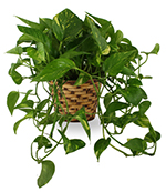 Enduring Spirit Pothos Basket Enduring Spirit Pothos Basket